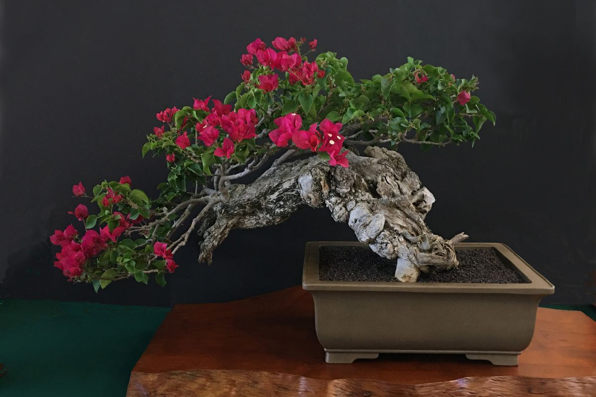 Kofu Kai Annual Bonsai Display